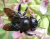 Xylocopa violacea